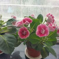 厚德载物一千年头像