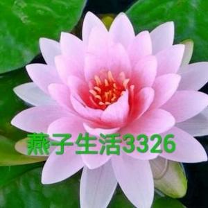 燕子生活3326头像