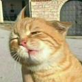 AUTOCAT 头像