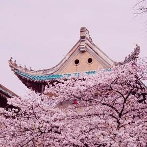 小肉丸君