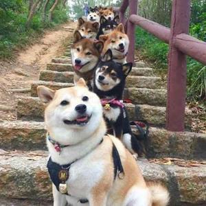 头条问答 大家最喜欢的动态图是什么 鸽子大的回答 0赞