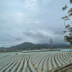 农村种菜老农 头像