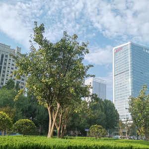 李老师淄博 头像