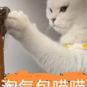 善良花猫189 头像