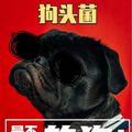 戴墨镜的狗头菌 头像