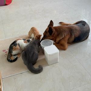 成都猫咪领养中心 头像