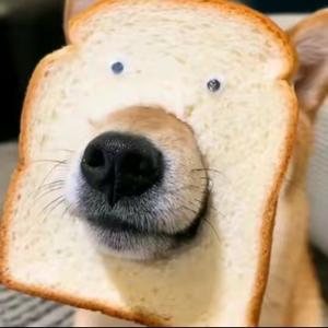 不爱老鼠的兔子 头像