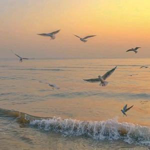 清闲的橘子 头像