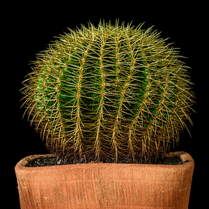 健康艾伯特5P 头像