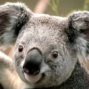 中南金街领山地车 头像