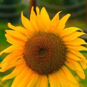 玉英婆婆的做饭日常 头像