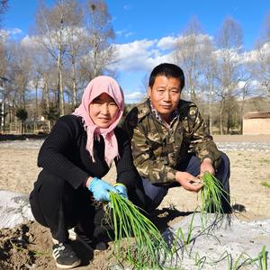 青海土乡野 头像