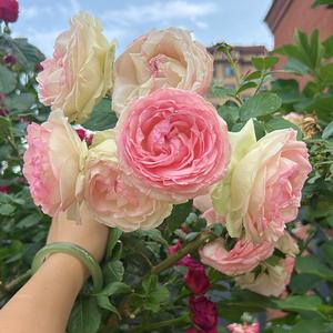 她的晚安岛屿 头像