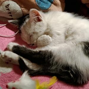 小花白永远 头像