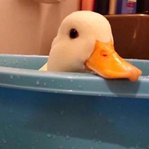 发财小突突 头像