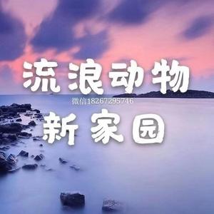 流浪动物新家园头像