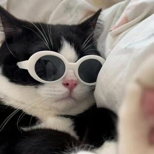 姜姜猫meme 头像