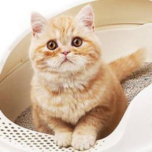 猫猫知识百科 头像