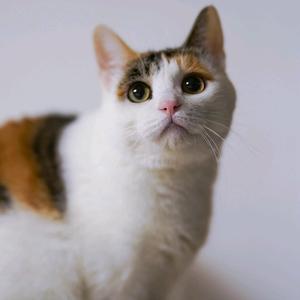 喵星星搞笑配音 头像