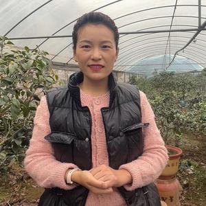 张家桂花盆景 头像