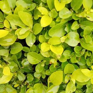 博学布莱克0F0 头像