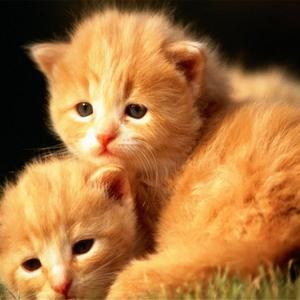 电脑维修指导 头像