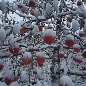 布衣之行1 头像