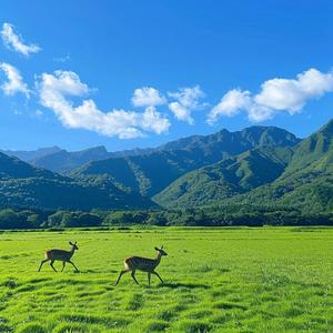 执着的清风 头像