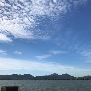梦见梧桐