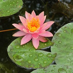 小LUO看天下 头像