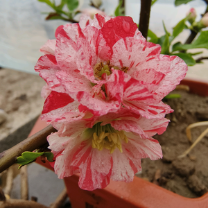 弘森花卉盆景基地 头像