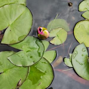 拼搏的女人 头像