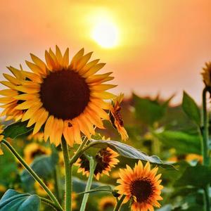 风吟谈影娱 头像