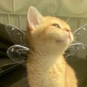 小随笔你走心了 头像