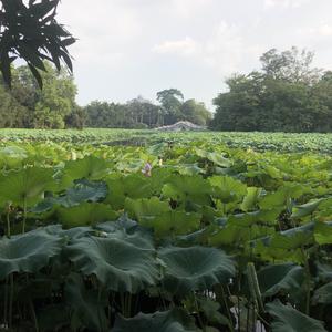 阿liao有料 头像