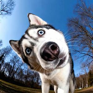 陌路狂欢vs输心 头像