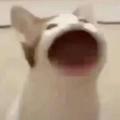 小欣说法