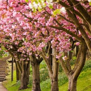 老高的快乐生活 头像