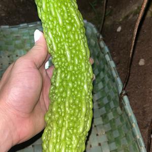 游游 头像