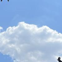 番茄景从从 头像