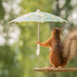 小雨壹点头像