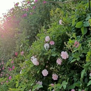 衣袂飘飘wlx