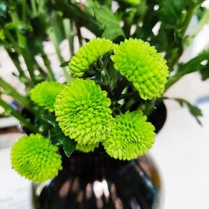 胸纳幽兰