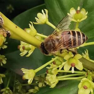 小刺猬的左图右书 头像