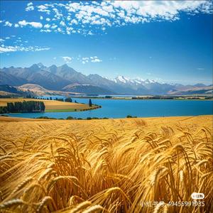 百吉天物藏式珠宝 头像