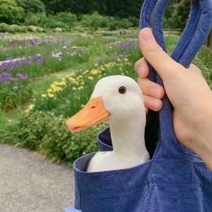 烟花会谢9 头像