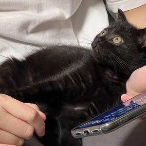 闹闹是只猫呀 头像