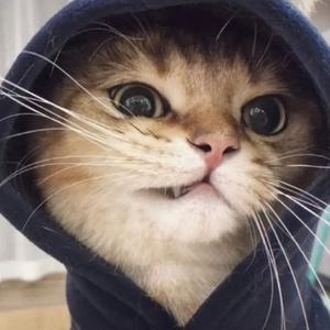 自然动物科普 头像