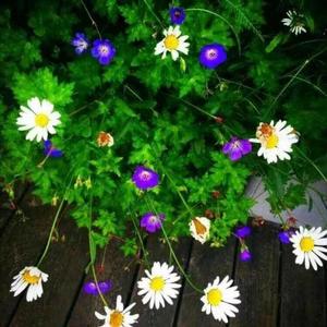 你说王子请玩机 头像