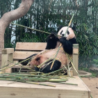 灰灰也是bibi 头像